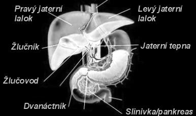 žíly). V tomto žlábku leží v. cava inferior, do které ústí vv. hepaticae (tři jaterní žíly). Dutá žíla může být ve svém žlábku fixována vazivovým lig.