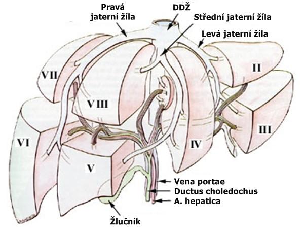 Jaterní segmenty: "Členění jater podle zevního tvaru na lobus dexter, sinister, caudatus a quadratus neodpovídá jejich vnitřnímu členění podle organisace tepen, žil a žlučovodů.