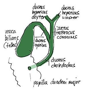 ŽLUČOVÉ CESTY Žlučové cesty jsou tvořeny soustavou mezibuněčných štěrbin a trubic, kterými je odváděna do dvanáctníku žluč.