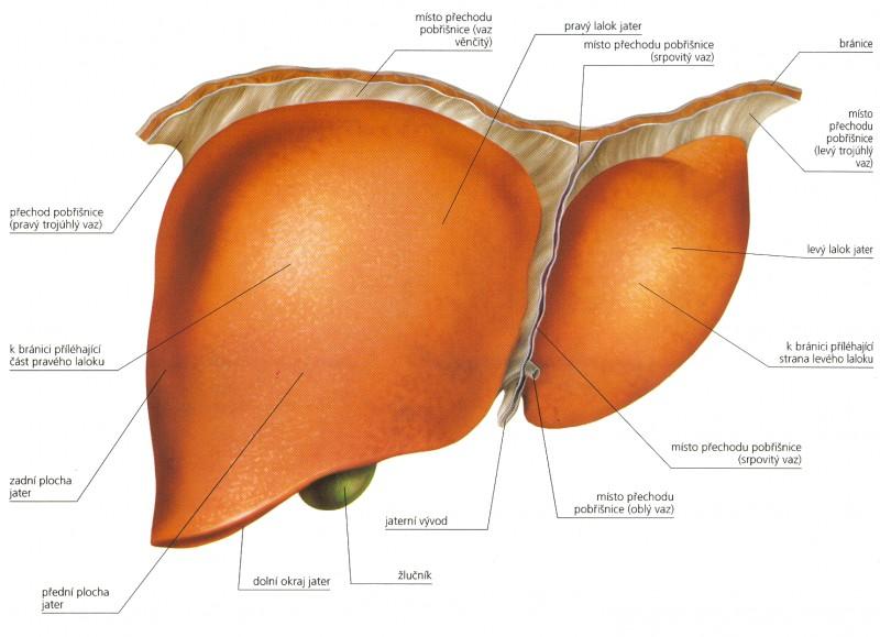 2.2. Anatomie HEPAR (ř. jecur), játra Játra jsou měkkým, pružným a křehkým orgánem hnědočervené barvy a jsou největší a nejtěžší žlázou těla.