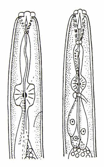 Řád: Háďátka (Tylenchida)