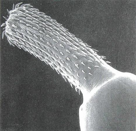 Kmen: Vrtejši (Acanthocephala) * Vysouvatelný chobotek se zpětnými háčky * Párové lemnisky v přední části