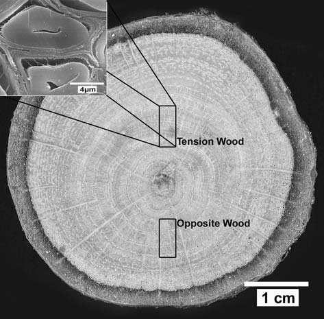 Obrázek 2. Tahové dřevo Quercus robur. Tension Wood tahové dřevo, Opposite Wood normální dřevo na odvrácené straně kmene (Lehringer et al., 2009) 4.3 