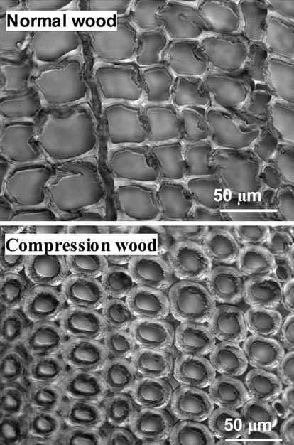 (Gryc et al.,2007). Mezní hranice mezi makro a mikrocévami je 100µm.