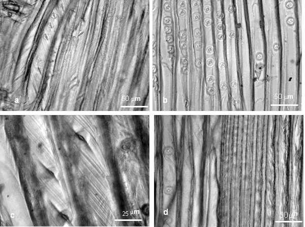 Dalším již zmíněným znakem je výrazná šířka buněčné stěny (Nečesaný, 1956). Ta se u tlakového dřeva pohybuje v rozmezí 4-8µm (Yamashita et al., 2007).