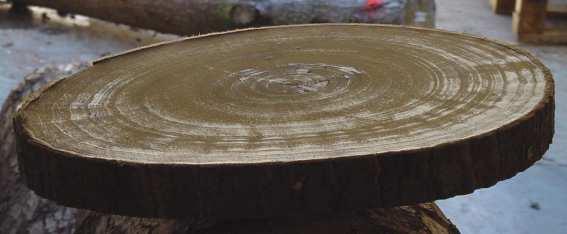 Tahové dřevo má stejnou barvu jako okolní dřevo, pouze je více lesklé (Obr. 16.) (Badia et al., 2005).