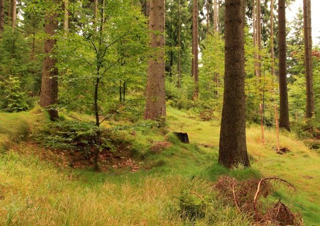 DOPORUČENÉ FORMY POROSTNÍCH SMĚSÍ A ZPŮSOBY JEJICH OBHOSPODAŘOVÁNÍ V OCHRANNÝCH PÁSMECH ZCHÚ PONECHANÝCH