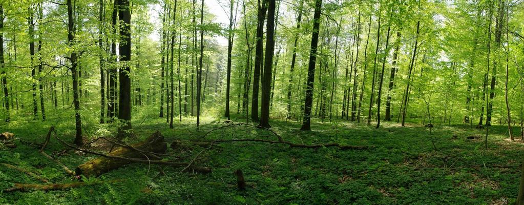 DOPORUČENÉ FORMY POROSTNÍCH SMĚSÍ A ZPŮSOBY JEJICH OBHOSPODAŘOVÁNÍ V OCHRANNÝCH PÁSMECH ZCHÚ PONECHANÝCH