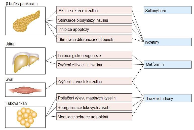 Exogenní inzulín Udržení hladiny inzulínu je důležité pro zachování účinků metforminu a TZD, které bez dostatečné hladiny inzulínu nejsou efektivní.