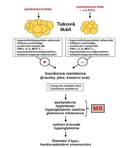 Obr. 11: Účinky n-3 PUFA v tukové tkáni.