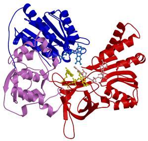 Úvod 2. flavoproteinový enzym NADPH:cytochrom P450 oxidoreduktasa, která slouţí jako dělič elektronového páru 3. nedílnou součástí je membrána endoplazmatického retikula.