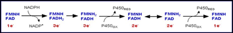 Interakce mezi NADPH:cytochrom P450 reduktasou a cytochromem P450 jsou hlavně elektrostatické povahy.