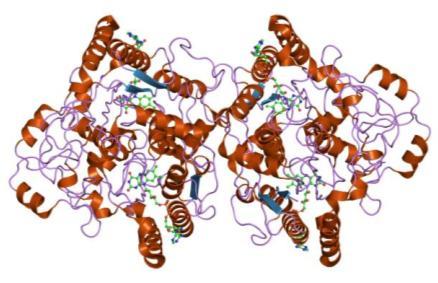 Úvod 1.5 NAD(P)H:chinonoxidoreduktasa 1, cytosolární enzym katalyzující redukční reakce xenobiotik Obr.