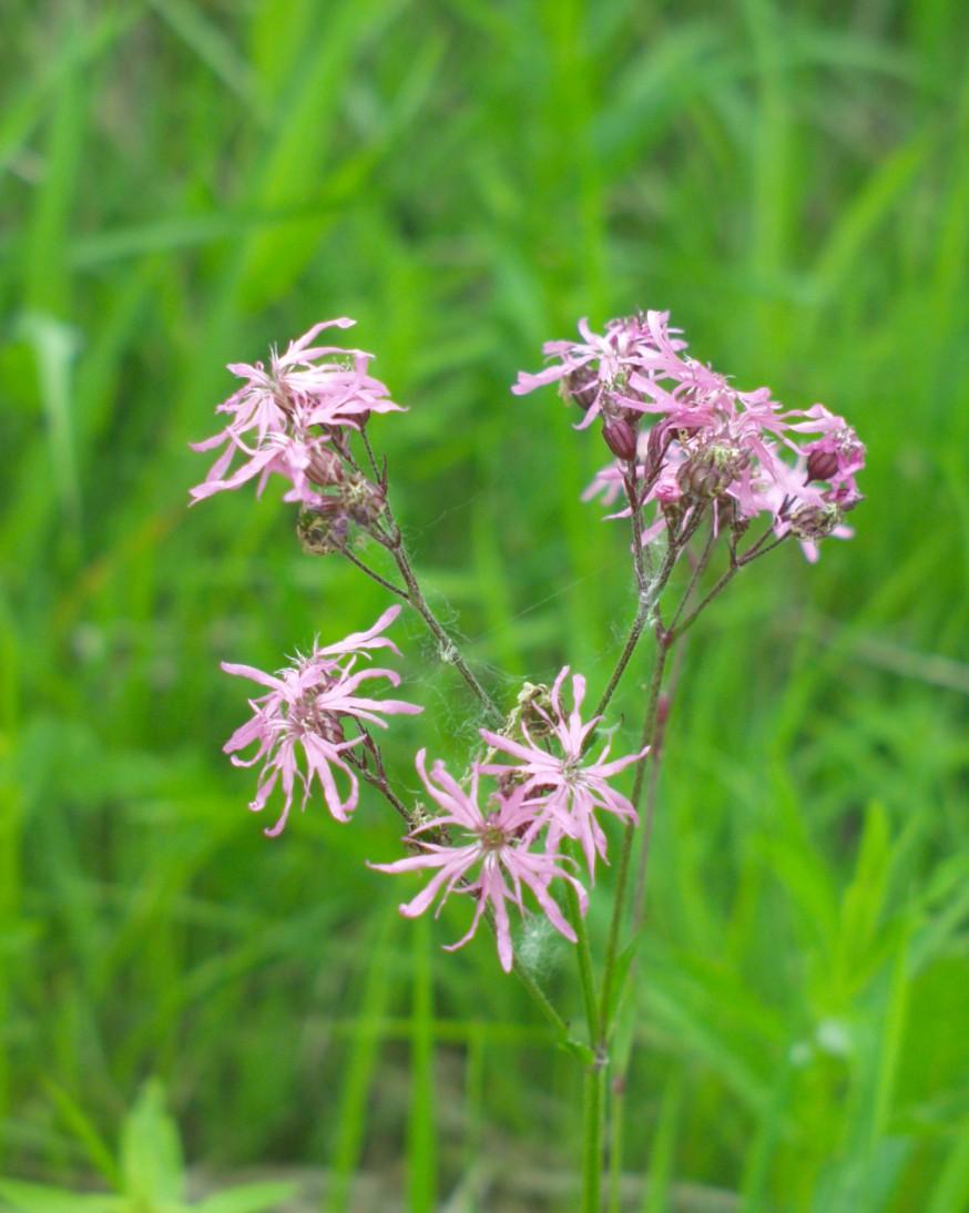 Lychnis