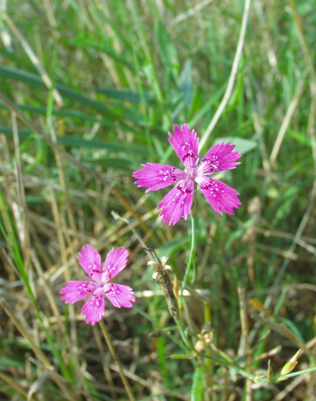 Dianthus