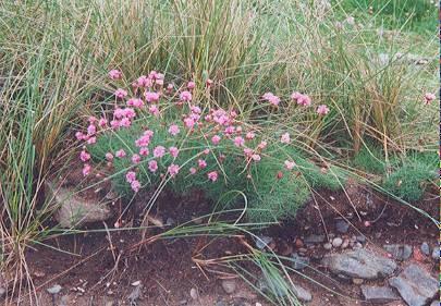 Limonium