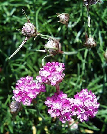 Armeria