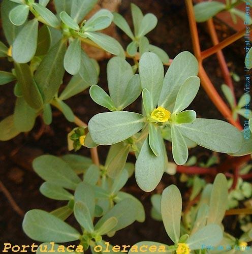 Portulaca