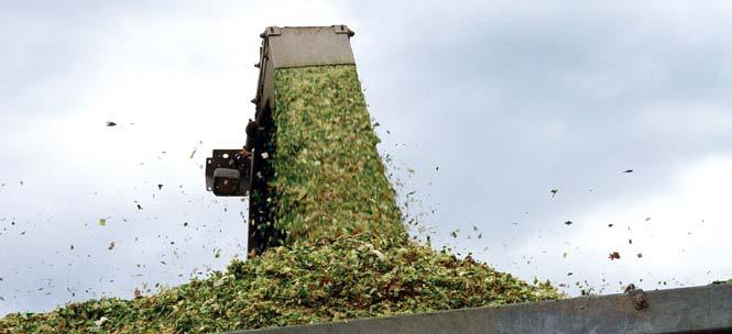 využití zrna pro mlynárenské účely velmi dobrý zdravotní stav Poloprovozní pokusy na VP AGRO Vlhkost při 14 % vlhkosti Sloveč Nymburk 26. 9. 2012 31,3 17,3 13,9 Oskořínek Nymburk 19. 10.