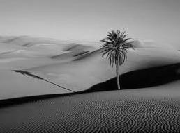 115 000 90 000 rychlé globální ochlazení před 90 000 lety v oblasti Sahary opět poušť v oblasti Levant také vzniká poušť a populace prvních kolonizátorů zanikají o jejich cestě nemáme v naší DNA