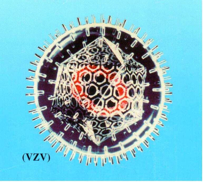 Společným jmenovatelem herpesvirů je skladba virové částice (viz. obr. 1, 2).
