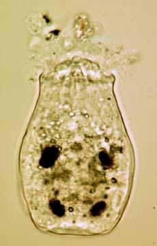 Rotifera 2 skupiny druhů B/ cingulum redukováno, speciálně adaptovaný mastax - Asplanchna
