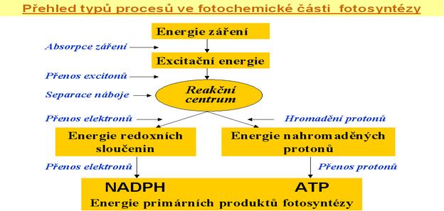 Metodické přístupy ke studiu primárních procesů fotosyntézy Studium struktury proteinových komplexů v thylakoidních membránách a funkce jejich jednotlivých součástí je mimořádně obtížné a ještě