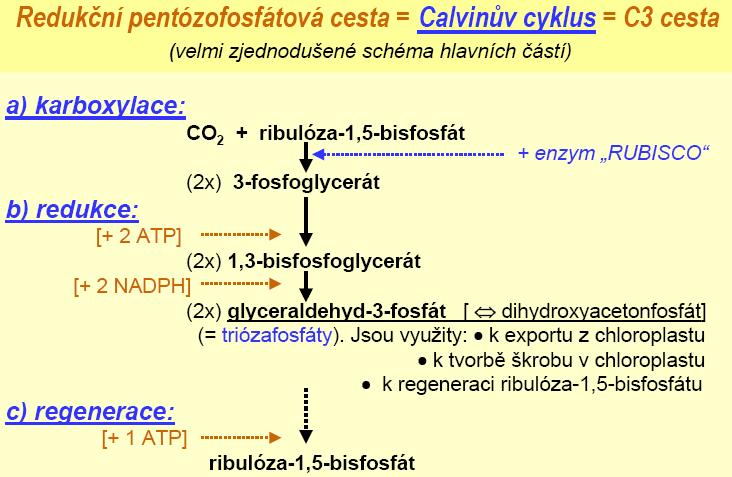 Biochemické procesy asimilace oxidu uhličitého, fotorespirace Na popsané primární procesy v thylakoidních membránách navazuje celá řada syntetických procesů, z nichž nejdůležitější je asimilace CO 2