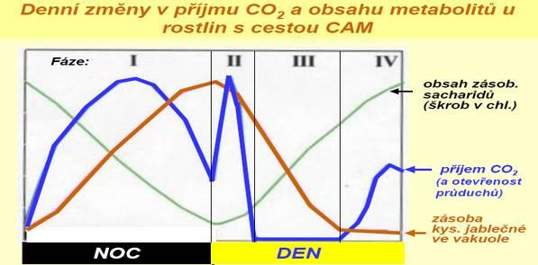 Přechod na fixační cestu CAM (= indukce CAM u těch rostlin, které jsou toho schopny) probíhá zejména: - za nedostatku vody v půdě (nejčastější případ), - za vysoké teploty (např.