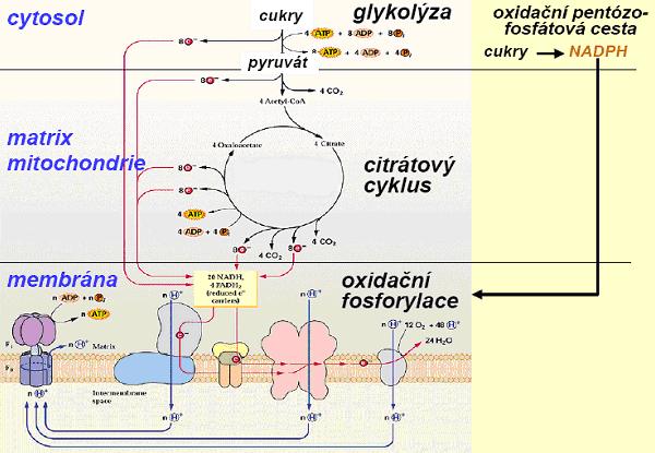 v buňkách (mimo chloroplasty), a najít příčiny, které vedou ke zpomalení tvorby sacharózy (jako hlavního cukru transportovaného do jiných orgánů), či k hromadění fosforylovaných cukrů, a tím i k