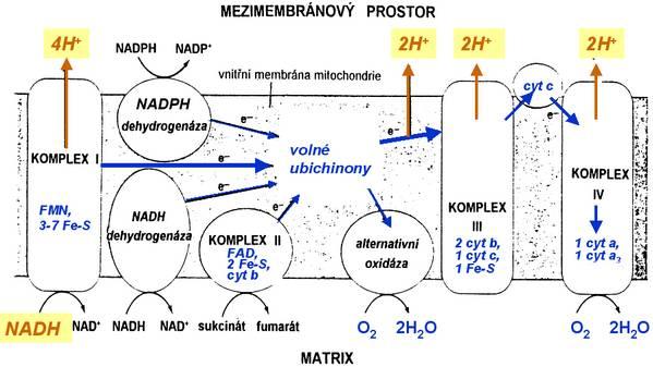 Komplex I (NADH dehydrogenáza) slouží k redukci NADH (produkovaných citrátovým cyklem) a přenos uvolněných elektronů pomocí několika pevně vázaných redoxních systémů (flavinmononukleotid - FMN, a