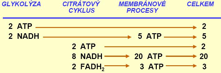 Maximální účinnost (efektivitu) respirace zjistíme z podílu mezi získanou energií (standardní volná energie 32 molekul ATP je přibližně 1,6 MJ) a volnou energií rozkládaného substrátu (jedné molekuly