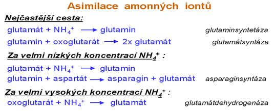 Velmi zjednodušené schéma tří různých cest asimilace amonných iontů v rostlinných buňkách.