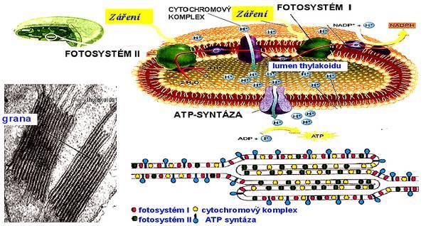 jeden polypeptid). Vnější antény nejsou pevně spojeny s vnitřními částmi fotosystému.