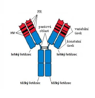 fragmenty Fab s protilátkovou specificitou, protože obsahují vazebné místo pro antigen, a dále vzniká jeden Fc fragment, který je tvořen