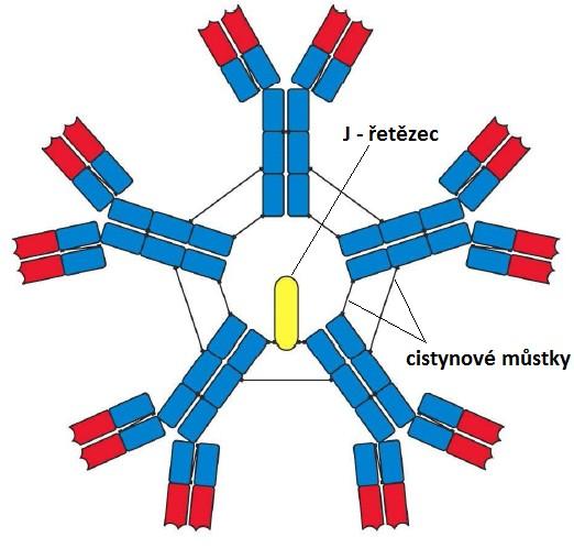 Těžký řetězec μ je tvořen čtyřmi konstantními doménami a jednou variabilní doménou a je silně glykosylován.