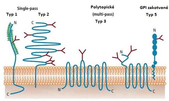 erytroctů a současně erytrocyt částečně ochraňuje před průnikem některých patogenů (Reid a Jahalom, 2000).