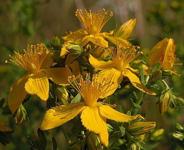 3 TEORETICKÁ ČÁST 3.1 Třezalka tečkovaná (Hypericum perforatum L.) 3.1.1 Charakteristika Třezalka tečkovaná patří do čeledi třezalkovité (Hypericaceae, Clusiaceae).