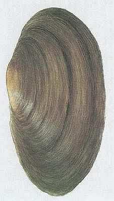 Škeble rybničná (Anodonta cygnea /L./) Měří až 220 mm, je tedy největším měkkýšem.