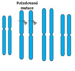 Tvorba "transgene-free" rostlin 1) transientní transformace protoplastů (nedochází k integraci konstruktu do