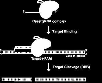 CRISPR/Cas9 nukleáza - "molekulární nůžky " Sekvenčně specifická vazba komplexu CRISPR/Cas9 na DNA =