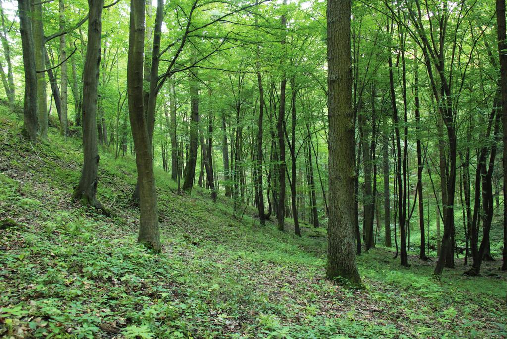 Vegetace_Vegetace 11.10.13 10:14 Stránka 224 Mezofilní a vlhké opadavé listnaté lesy (Carpino-Fagetea) Obr. 92. Galio sylvatici-carpinetum betuli.