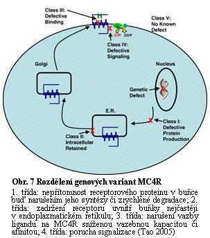 I. Hainerová: Etiologie časně vzniklé obezity u dětí Studie 1 Tao se spolupracovníky rozdělil MC4R mutace do čtyř tříd podle vlivu na výslednou funkci MC4R (Obr. 7) (Tao 2005): 1.