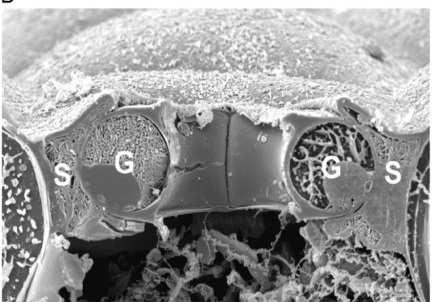 tolerance and abscisic acid action. J. Exp. Bot. 60: 1439-1463.