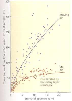 A novel system for spatial and temporal imaging of intrinsic plant water use