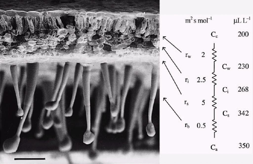 Předprůduchová dutina = evoluční vynález zvyšující odpor pro transpiraci více než odpor pro asimilaci CO 2 CO 2 r a r a r sa r sa r s r s H 2 O r i r i r c r c