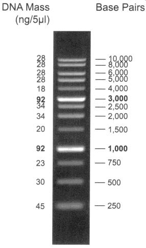 Obrázek: Hmotnostní standardy a plazmidy kontrolního kmene E. coli 39R861. A B C A. 2-log neboli dlouhý žebřík B.