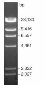 coli 39R861 nese plazmidy o velikosti 147 kb, 63 kb, 36 kb a 7 kb CHR = zbytky chromozomální DNA (silnější
