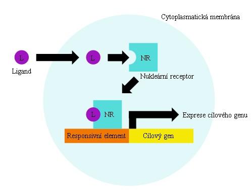 Obr. 1 Schématicky znázorněná vazba specifického ligandu na nukleární receptor (NR). Vzniká aktivovaný transkripční faktor, který se váže na responzivní element a spouští expresi cílového genu.