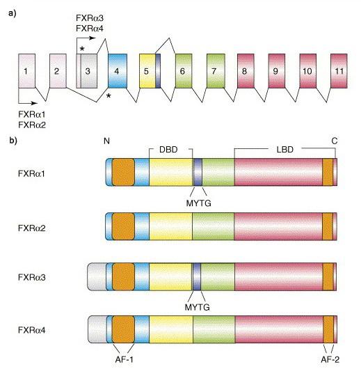 Obr. 7 Schématické znázornění genu a proteinu lidského farnesoidního X receptoru α (FXRα).